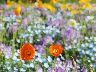 満開に咲くポピー
