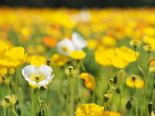 満開に咲くポピー