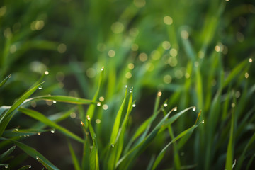 Young green grass with dew drops on spring morning, closeup