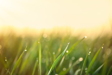Fototapeta premium Young green grass with dew drops on spring morning, closeup