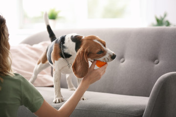 Young woman playing with her dog at home