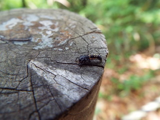 テントウムシ 幼虫 ladybug