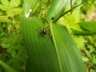 シマサシガメ assassin bug