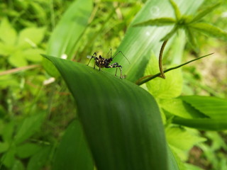 シマサシガメ assassin bug