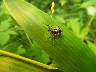 Fototapeta premium シマサシガメ assassin bug