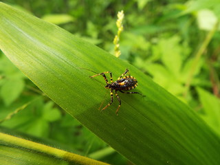 シマサシガメ assassin bug