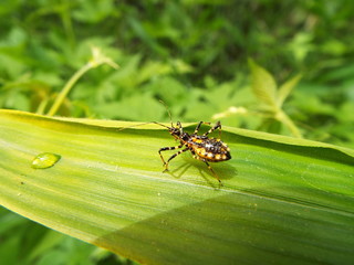 シマサシガメ assassin bug