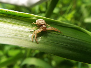 クモ 人面 spider