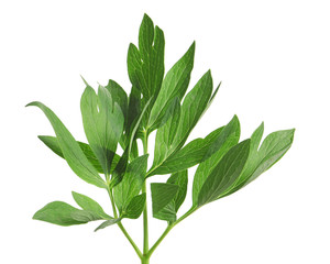 Fresh green peony leaves on white background