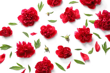 Flat lay composition with beautiful blooming peonies on white background