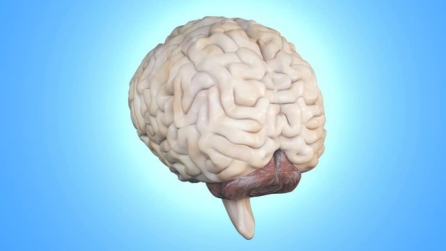 Realistic human brain rotating. Anatomical CG model of brain spinning.
