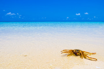 Crab sunbathing on beach