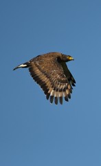 eagle  Thailande