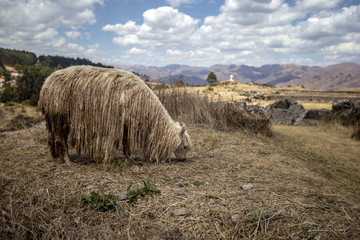 Llamas in Sacsaywaman