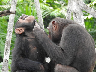chimpanzé curage gros plan Congo