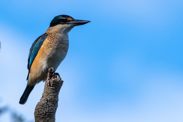 Kingfisher New Zealand