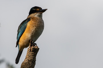 Kingfisher New Zealand