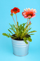 Beautiful pink flower in metal pot on bright pastel background