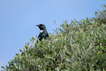 Tui