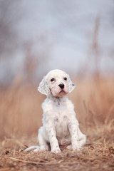 Pretty  puppy. English setter dog.