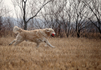 Running golden retriever in the field.