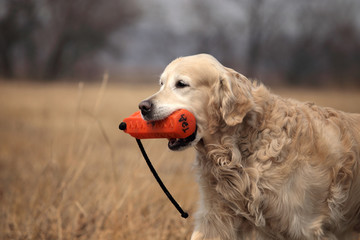 Golden retriever. Hunting dog in the field.