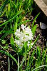 White Hyacinth blooming in the garden. Selective focus. Shallow depth of field.