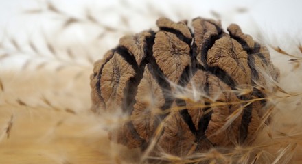  The beautiful Sequoia cones of Giant Sequoias of California