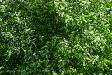 branches of a flowering bird-cherry tree with white flowers and green leaves
