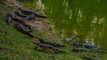 crocodiles