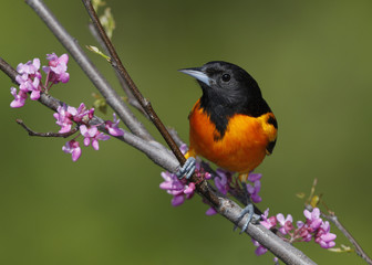 Male Baltimore Oriole perched in an Eastern Redbud tree