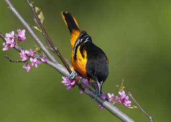 Male Baltimore Oriole perched in an Eastern Redbud tree