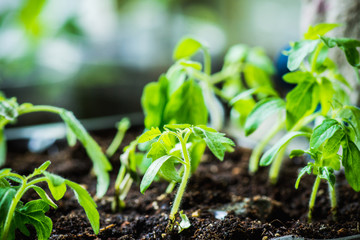 Tomatoes seedlings in the greenhouse. Selective focus.