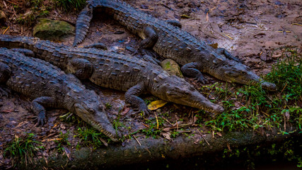 reptiles
