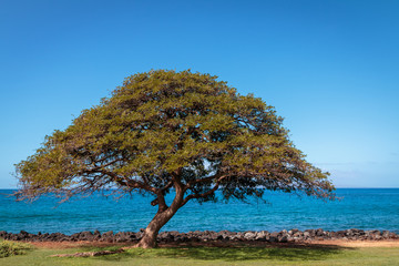 Fototapeta na wymiar Maui tree