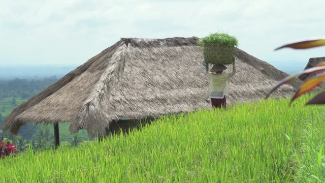 Farmer working on rice field. Woman carry rice on head. Bali, Indonesia