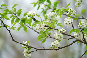 spring white flower blossom on the tree
