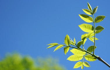 fresh green leaves growing in spring against blue sky
