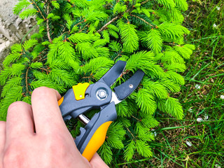 Care of  garden, pruning of branches, hand with  garden tool
