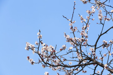 Sakura, Cherry blossom flower with blue sky background in Tokyo, Japan.

