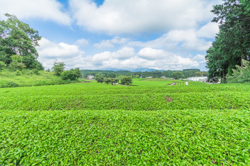  Fresh green tea farm in spring , Row of tea plantations (Japanese green tea plantation) with  blue sky  background  in Fuji city ,Shizuoka prefecture, Japan.