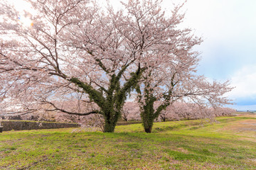 Fototapeta premium Cherry blossom trees or sakura in the town of Asahi , Toyama Prefecture Japan.