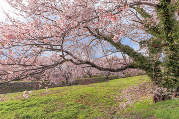 Cherry blossom trees or sakura  in the town of Asahi , Toyama Prefecture  Japan.