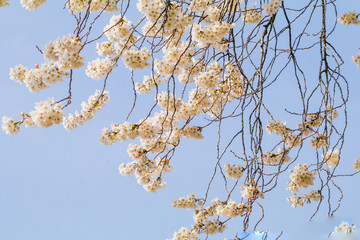 Beautiful cherry blossom or sakura in   japanese  in spring time.