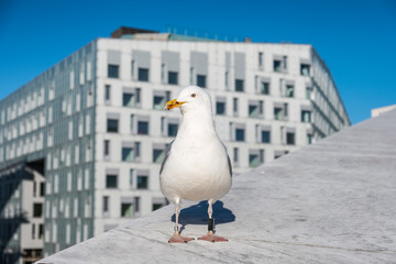 Seagull a dirty beak with tag in leg standing on building