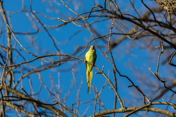 Parrot