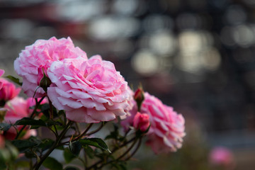 Pink Flower