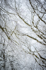 Obraz premium Landscape with hoarfrost on the branches near the lake Zell am See. Austria