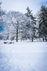 Landscape with hoarfrost on the branches near the lake Zell am See. Austria