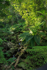 奄美大島　森と渓流